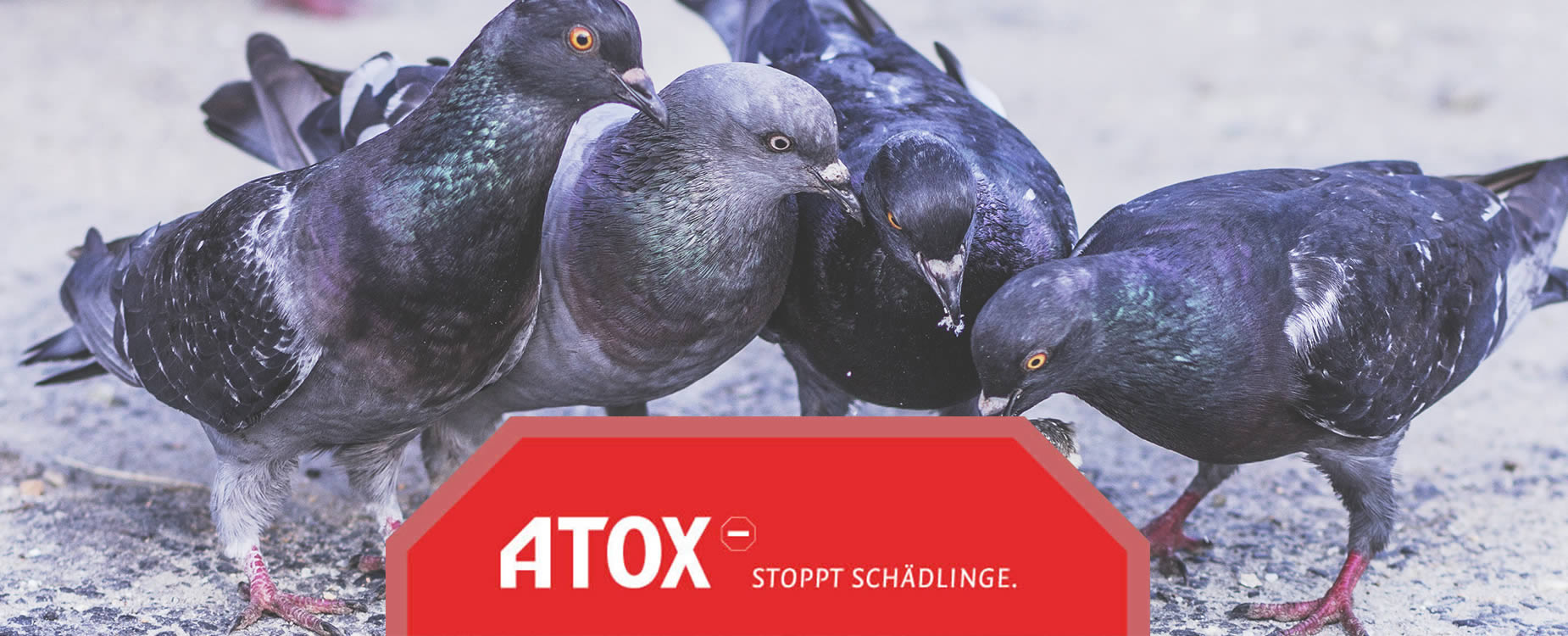 4 Tauben im Vordergrund - Logo und Claim: Stoppt Schädlinge im Vordergrund___